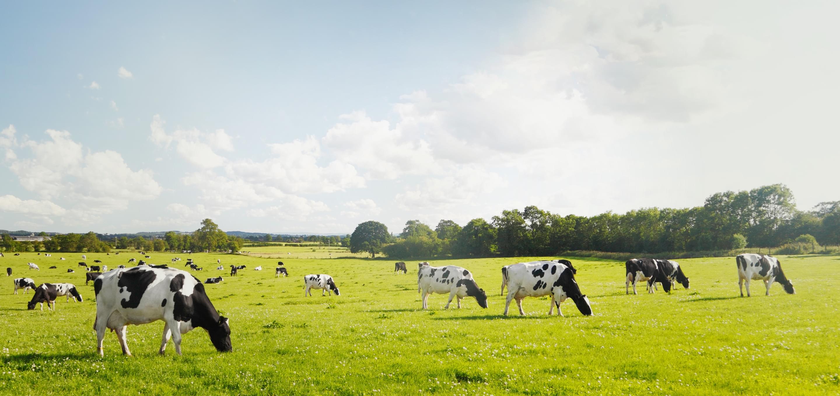 NW Natural We Grew Up Here NW Natural